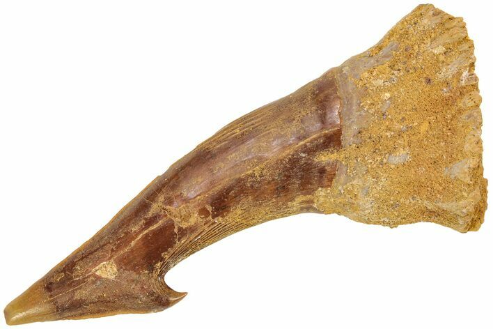 Fossil Sawfish (Onchopristis) Rostral Barb - Morocco #208912
